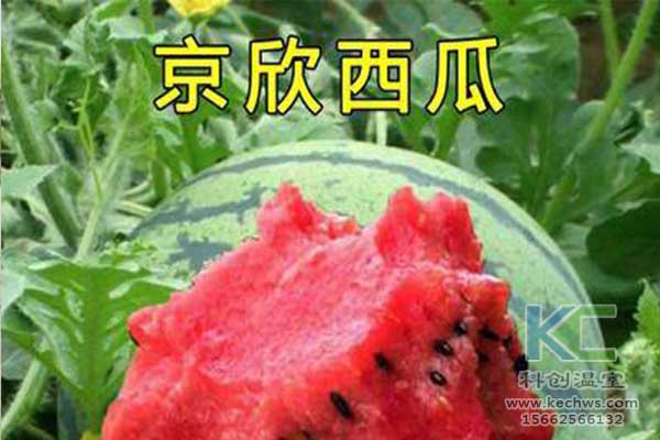 無土栽培，無土栽培技術，無土栽培設備